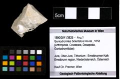 Foto (Objekt + Etiketten) von Goniodromites bidentatus (Reuss, 1858) 